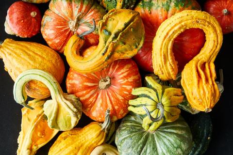 Various Types of Gourds