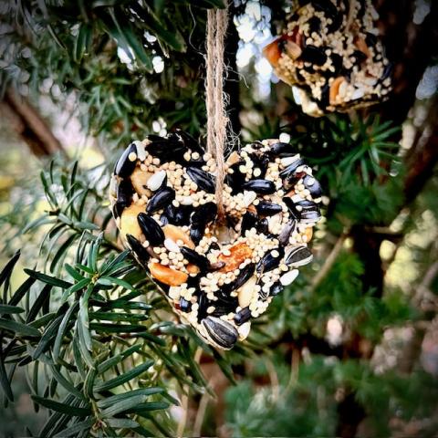 Close up of a heart-shaped cookie made of seed and gelatin hanging in a pine tree.