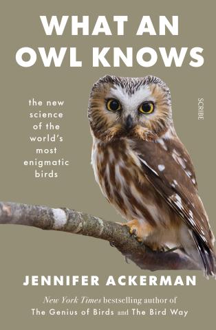 brown and grey owl sitting on a branch facing the viewer