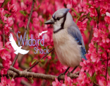 a bluejay sits on a tree branch on a backdrop of red foliage, The Wildbird Shack logo of a hawk in flight sits atop the scene in the bottom left corner