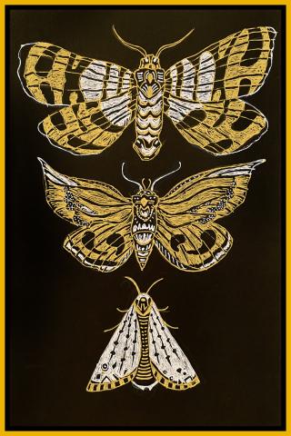 Hand drawn golden moths on a black chalk paper