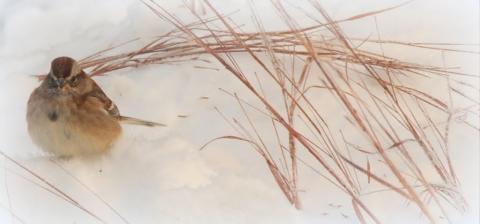 Small bird sits on a snowy drift with brown grass breaking through 