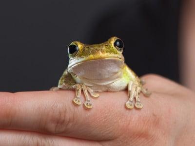 frog